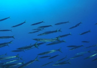 Banco de peces nadando juntos